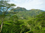 Шри-Ланка, Чайные плантации.