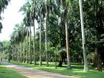 Шри-Ланка, Королевский ботанический сад.