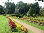 Шри-Ланка, Королевский ботанический сад.