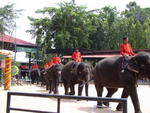 Таиланд, Шоу слонов и тропический сад нонг нуч
