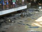 Таиланд, Шоу крокодилов и парк камней