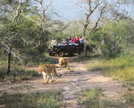 ЮАР, Национальный парк эддо элефант.