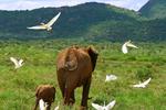Кения, Национальный парк самбуру.