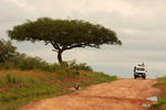 Кения, Национальный парк масаи мара.