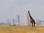 Кения, Национальный парк найроби.