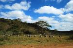 Кения, Национальный парк найроби.
