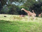 Кения, Национальный парк абердер.