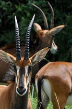 Кения, Национальный парк шимба хилс.