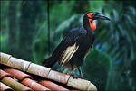 Малайзия, Куала-лумпурский парк птиц