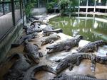 Малайзия, Крокодиловая ферма