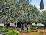 Израиль, Гефсиманский сад