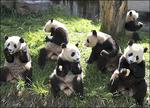 Китай, Заповедник больших панд