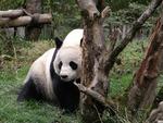 Китай, Заповедник больших панд